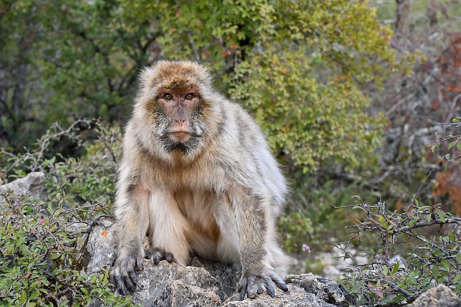 monkey, barbary macaque, magot, forest, animal wildlife, mammal, HD wallpaper
