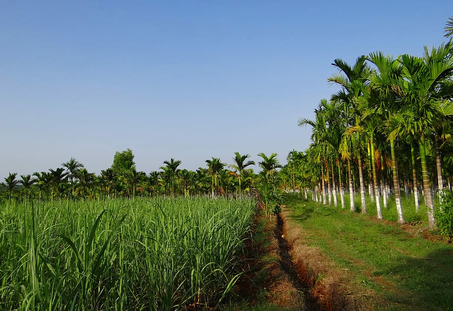 Plantation, Areca Nut, Areca Palm, areca catechu, betelnut, HD wallpaper