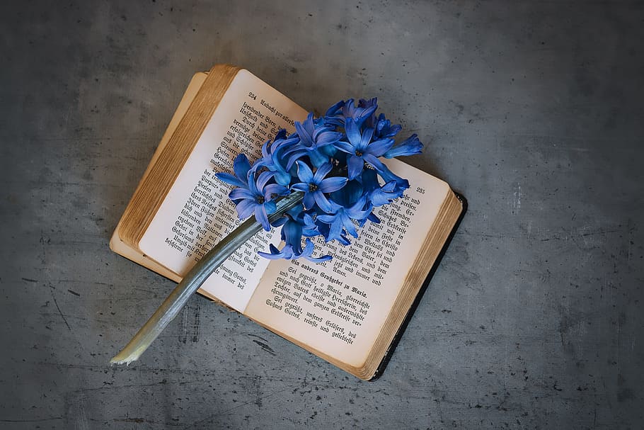 blue flower on white book, old, old book, used, book pages, font