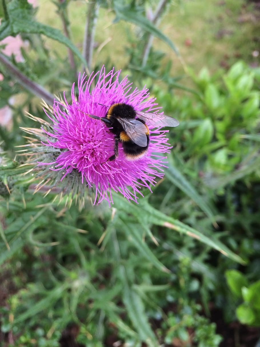 thistle, bee, nature, flower, plant, green, purple, insect HD wallpaper