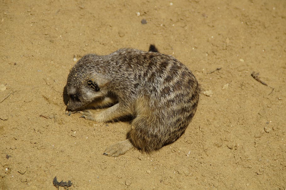 meerkat, dig, sand, sandy, rooting, rodent, nager, zoo, zoo animal HD wallpaper