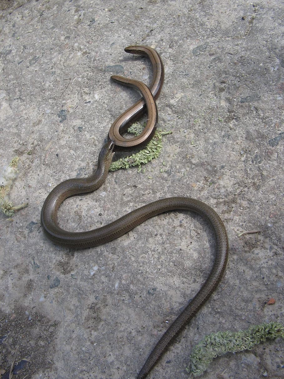 Slow Worm, Worm, Lizard, Snake, Reptile, animal, no People HD wallpaper