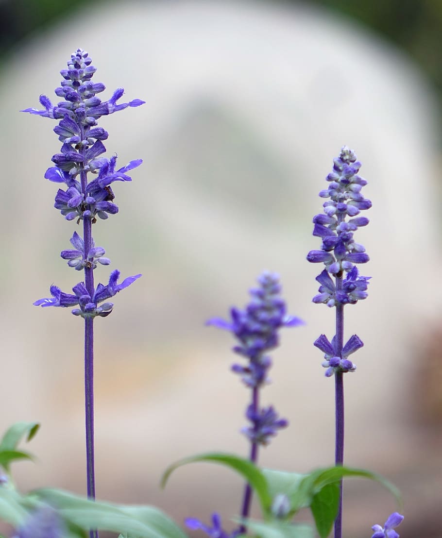 sage, aromatic plants, nigerian shrubs, flowering plant, purple HD wallpaper