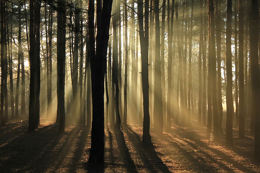 silhouette of trees surrounded with fogs, sunlight seeping through thick forest of trees HD wallpaper
