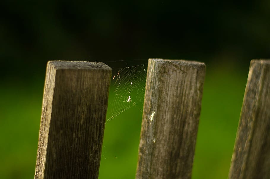 fence, web, spider, macro, insect, autumn, garden, wood - Material HD wallpaper