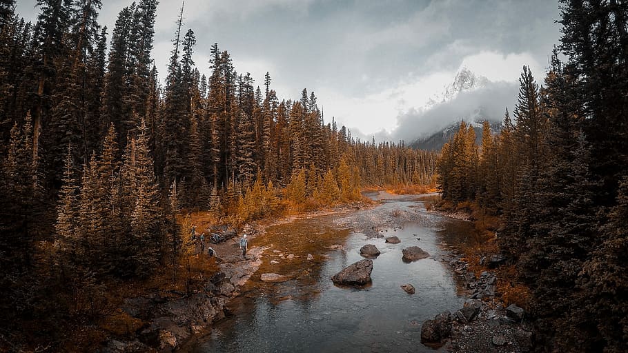 photo of body of water in between trees, rocky river surrounded by pine trees HD wallpaper