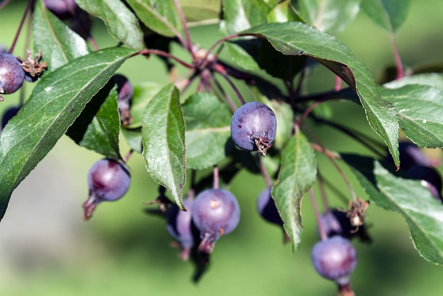 apple tree, apples, fruit, garden, harvest, ripe, green leaves HD wallpaper
