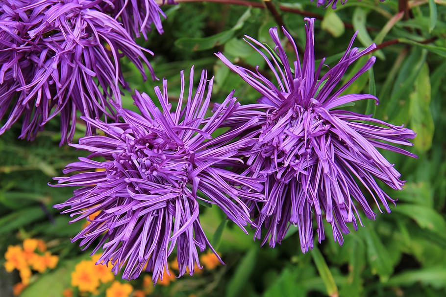close up photo of purple petaled flowers, rays aster, blossom HD wallpaper