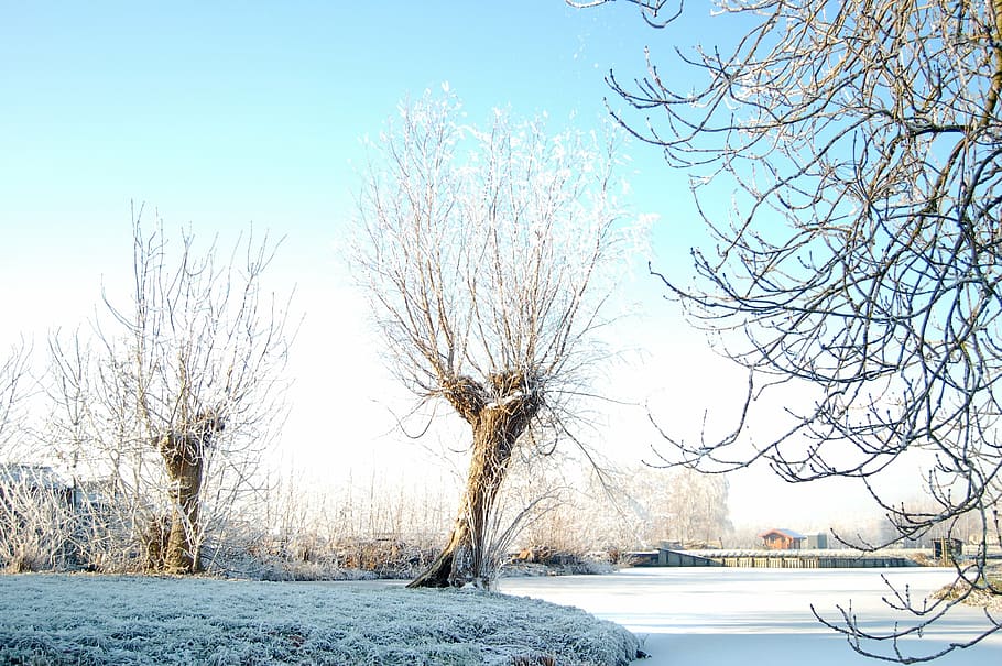 winter, snow, wintry, trees, cold, snowy, bare tree, plant HD wallpaper