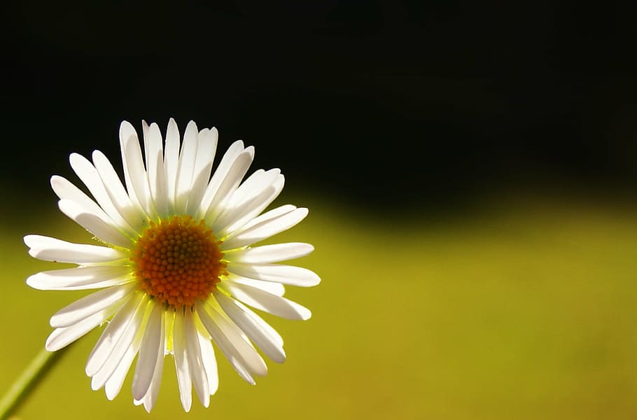daisy, light, stamen, macro, light and shade, flower, petals HD wallpaper