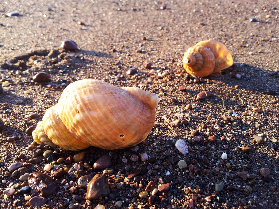 shells, beach, sand, shore, nature, sea, coast, natural, seashell HD wallpaper