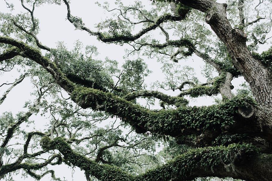 tree, leaves, branches, oak, moss, green, fern, trunk, foliage HD wallpaper