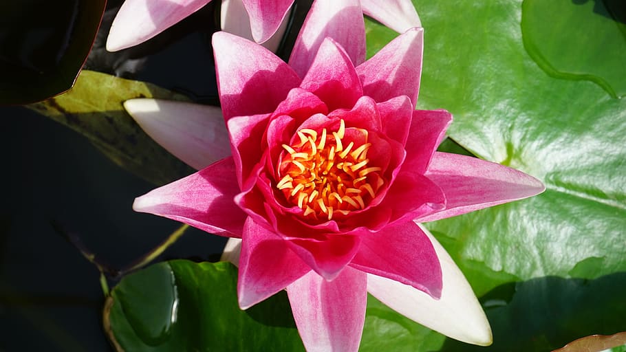 lilly, pink, flower, bloom, blossom, botany, green, flora, garden HD wallpaper