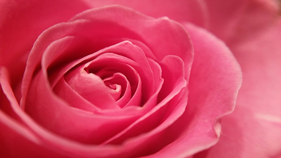 Rose, Pink, Macro, Blossom, Bloom, Close, garden, rose bloom HD wallpaper
