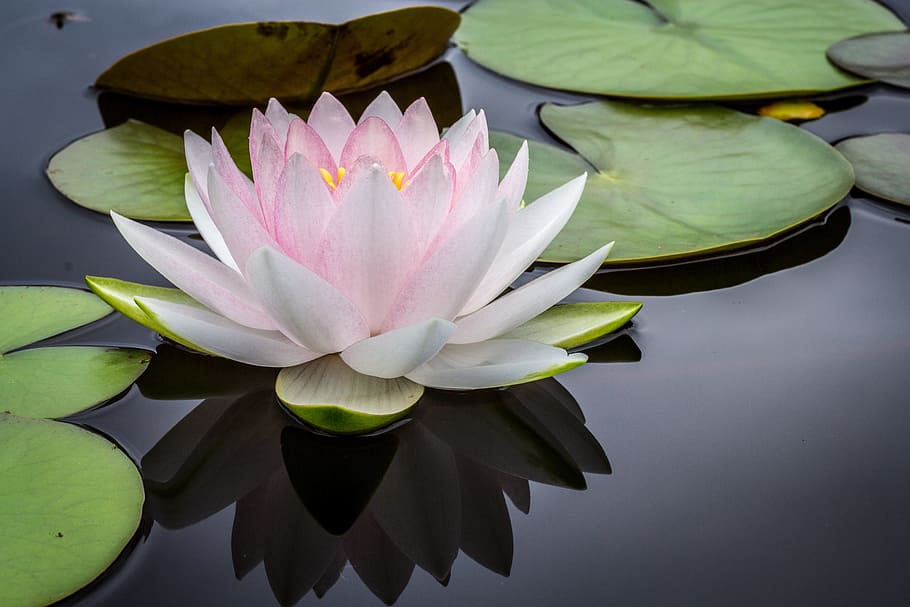closeup photo of white and pink waterlily flower, pond, water plant