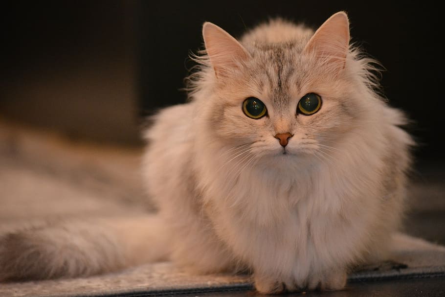 long-fur cat looking straight to the camera, animal, pet, view HD wallpaper