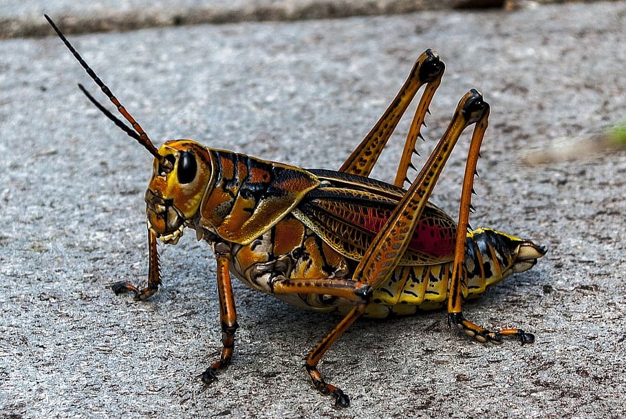 HD wallpaper: brown lubber grasshopper, insect, animal world, animals ...