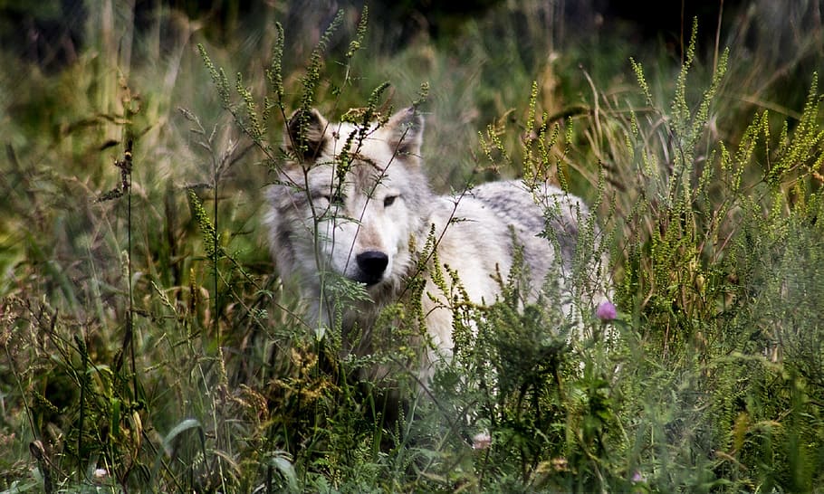 white wolf on green grass, wildlife, nature, predator, weeds HD wallpaper