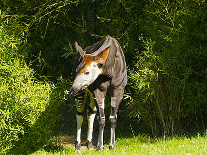 black and white cattle on green grass field, okapi, okapia HD wallpaper