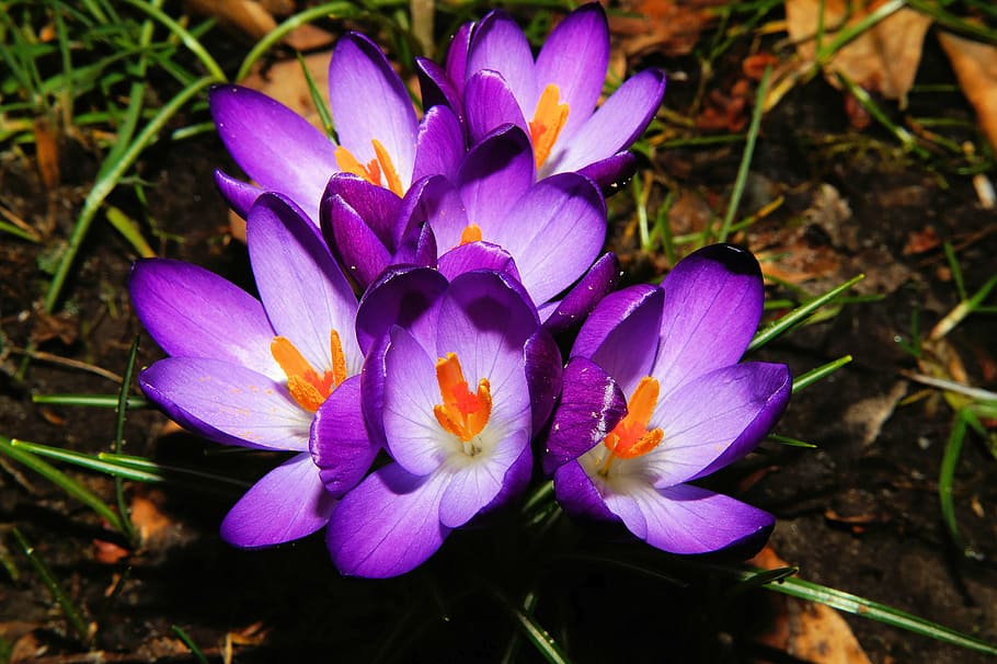 crocus, flowers, spring, purple, close, full bloom, colorful HD wallpaper