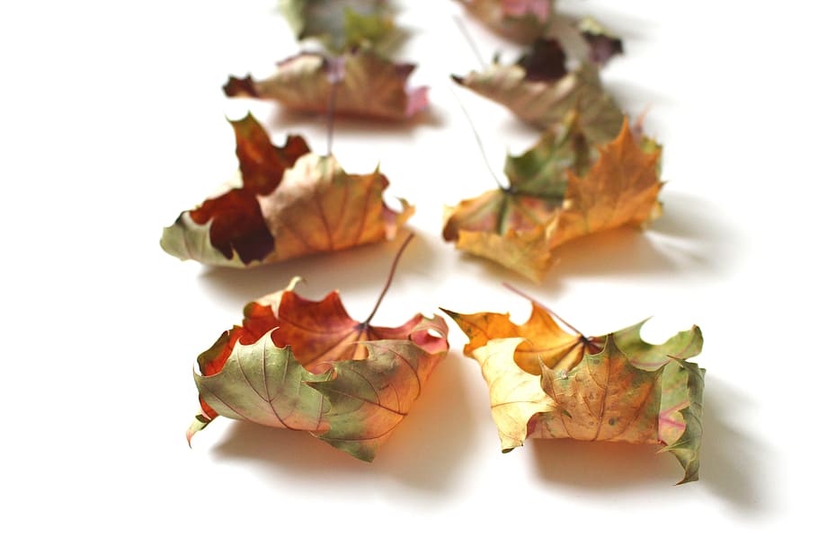 autumn, fall foliage, fall leaves, golden autumn, forest, october, HD wallpaper