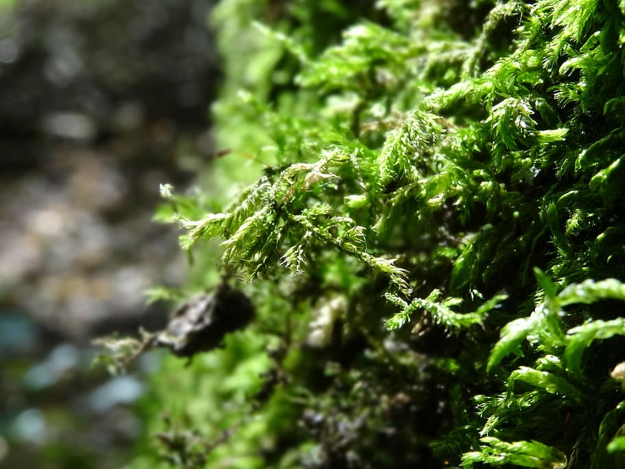 forest-moss-nature-log.jpg