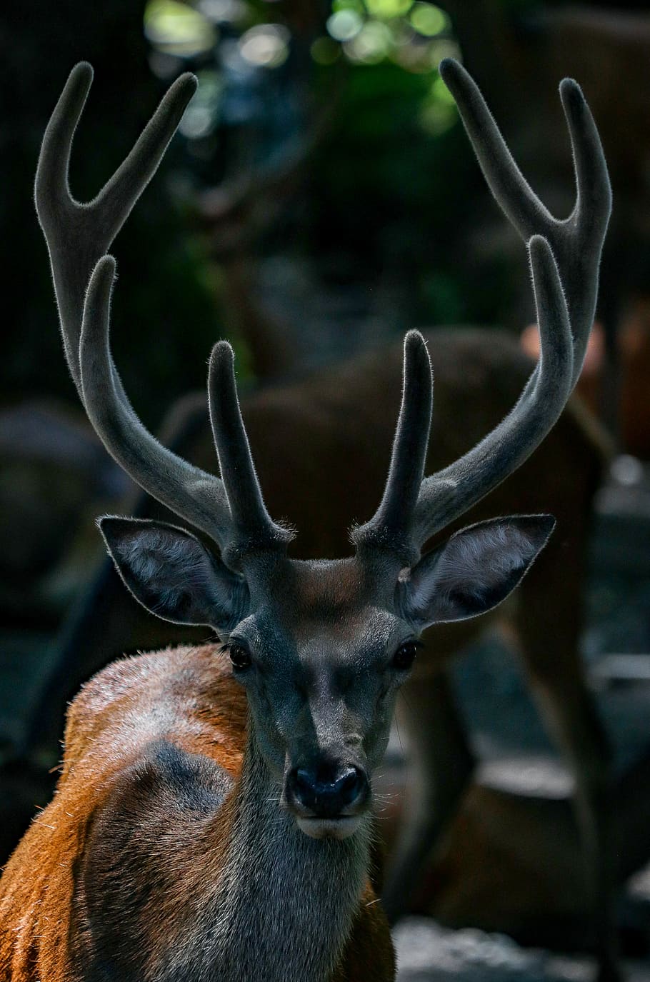 Bull Moose with Antlers Wallpaper Mural by Magic Murals