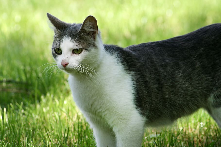 cat, stray, field, meadow, ferrets, animal, kitten, pets, grass HD wallpaper