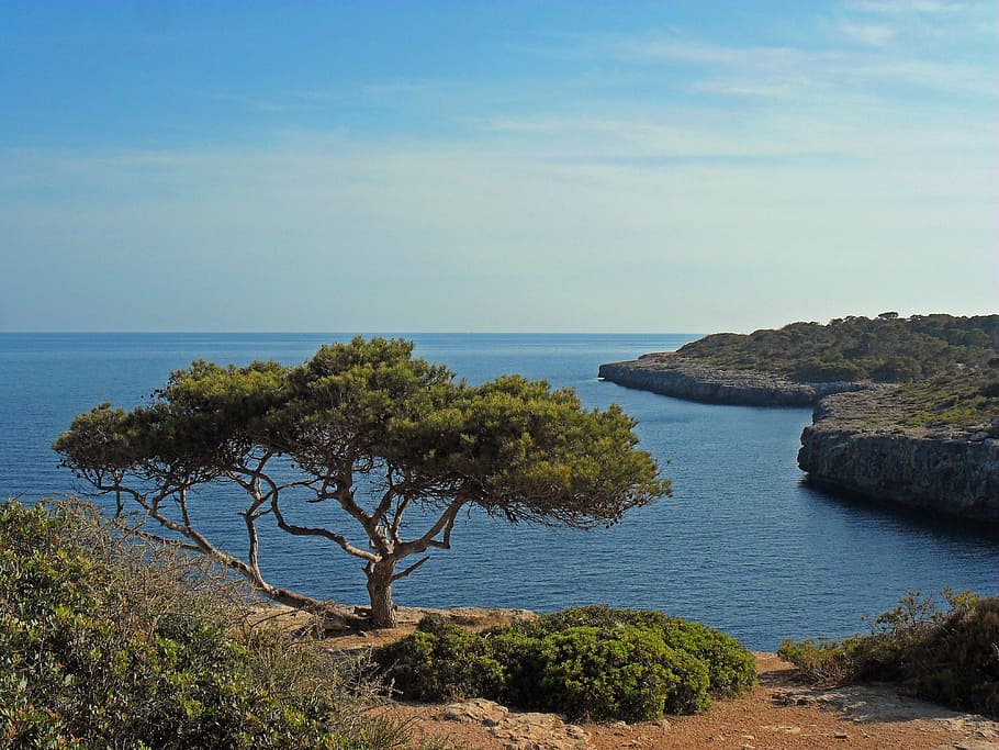mallorca, coast, sea, tree, water, scenics - nature, beauty in nature HD wallpaper