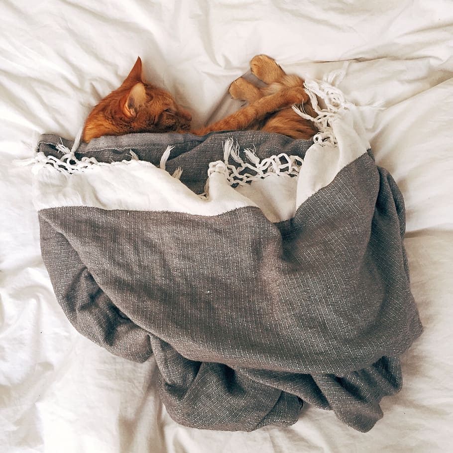 Orange Tabby Cat Sleeping on White Textile, animal, bed, comfy HD wallpaper