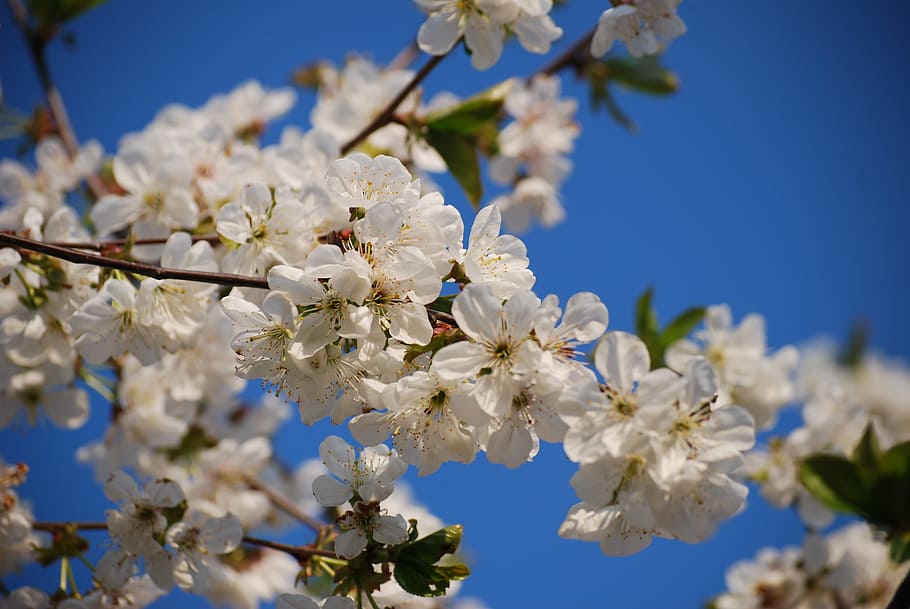 close up photo of white cherry blossoms, white cherry blossoms during daytime HD wallpaper