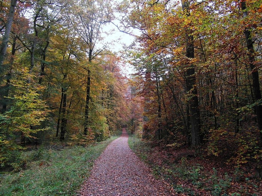 away, forest path, autumn, landscape, mood, fall color, emerge HD wallpaper