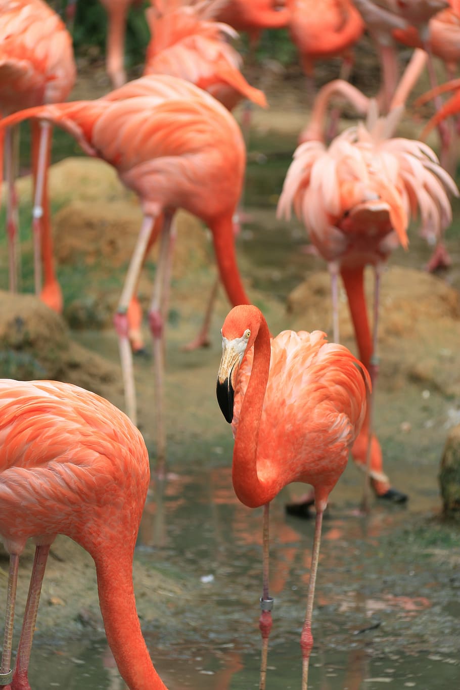 flamingo, birds, fly, wings, feather, wildlife, beak, dom, outdoor HD wallpaper