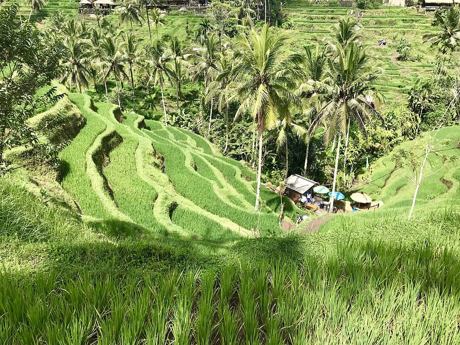 nature, grass, tree, summer, plant, landscape, tropical, rice HD wallpaper