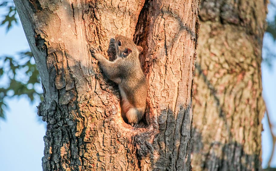 tree, wood, nature, bark, trunk, animal themes, tree trunk