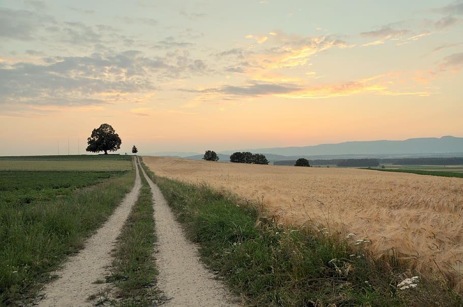 Sunset, Background, Landscape, Tree, road, fields, mood, foresight HD wallpaper