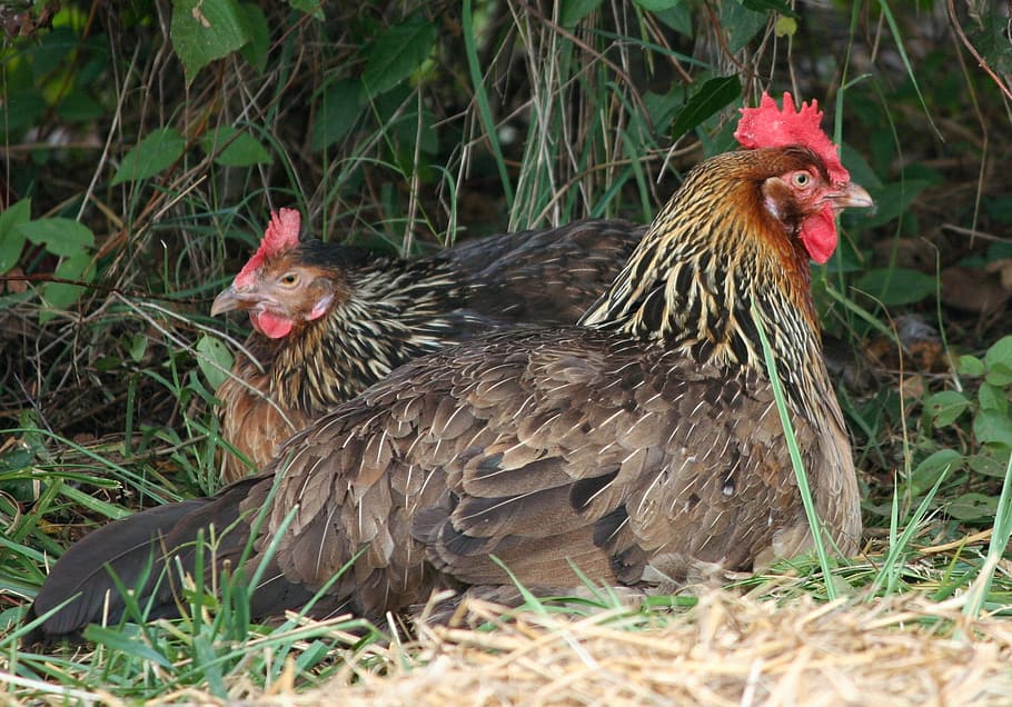 two brown and red Hens on green grass, chickens, rooster, resting HD wallpaper