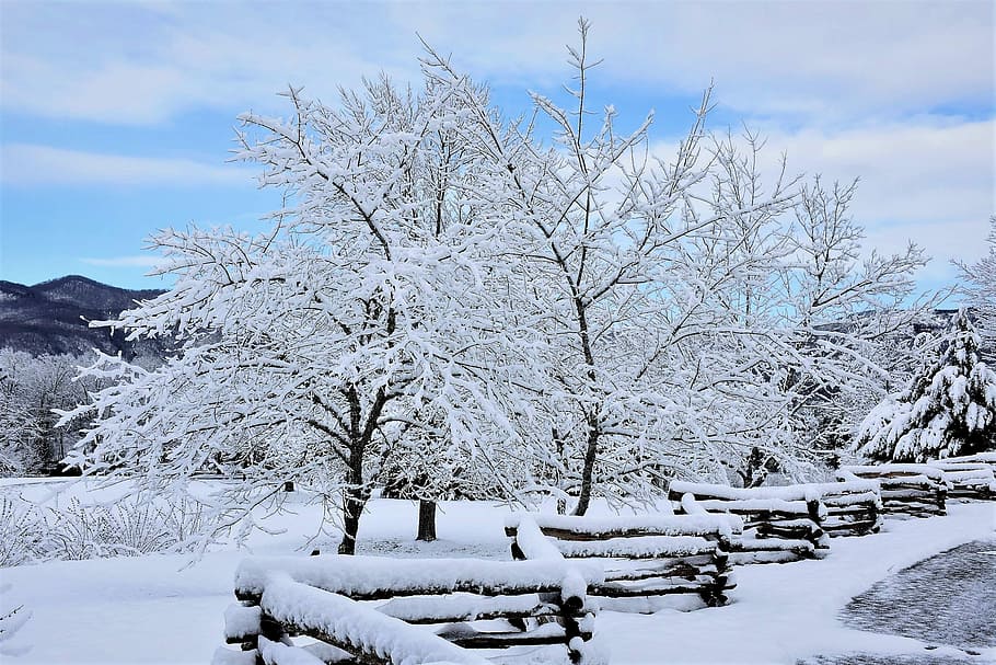 Snow, Winter, Landscape, Tree, Ice, snowfall, nature, cold - Temperature HD wallpaper