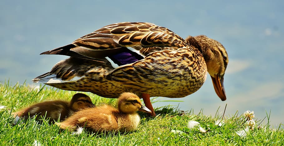 brown duck and ducklings on grass during daytime, chicks, protection, HD wallpaper
