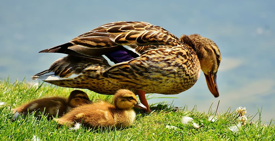 brown duck and ducklings on grass during daytime, chicks, protection HD wallpaper