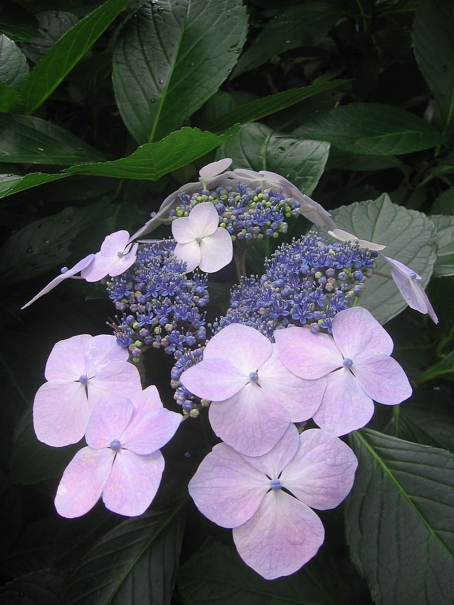 hydrangea, blue, pink, flower, blossom, bloom, flowering plant HD wallpaper