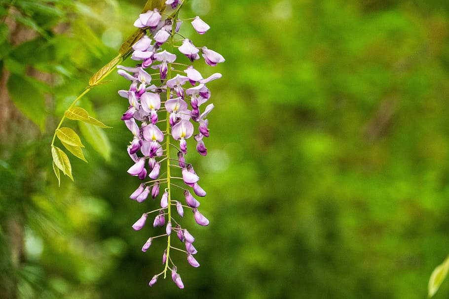 wisteria, flower, spring, garden, flowering plant, freshness, HD wallpaper