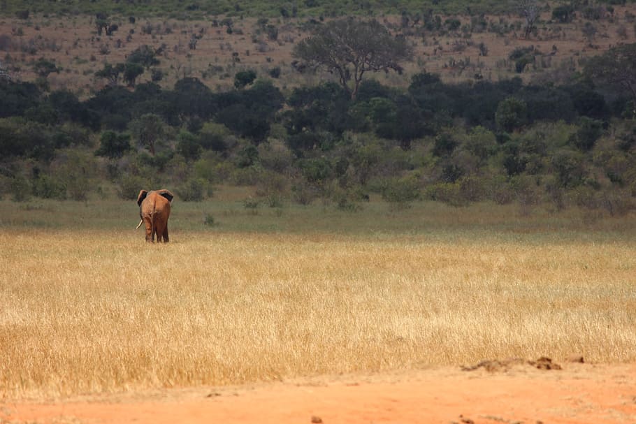 elephant on beige grass field, tsavo, kenya, safari, nature, animal, HD wallpaper