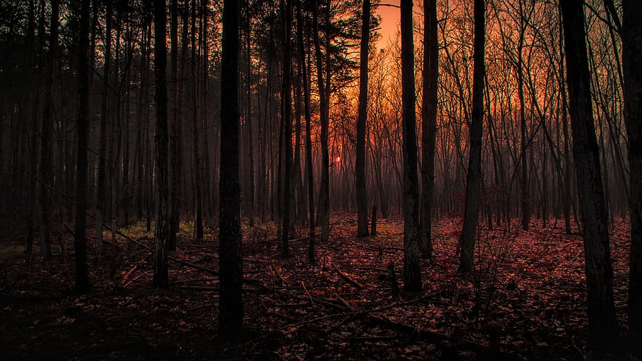 forest, trees, plants, nature, sky, autumn, fall, sunset, sunrise HD wallpaper