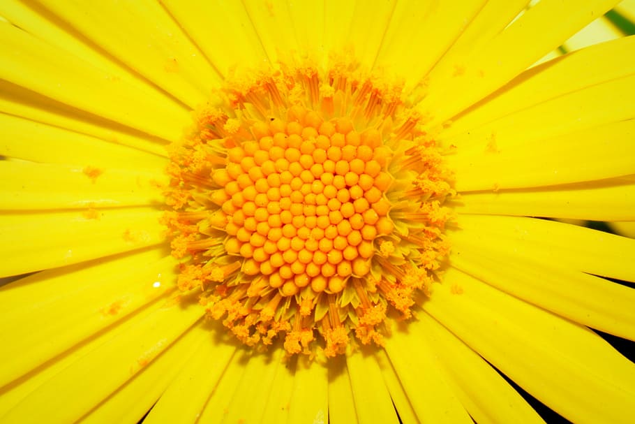 flower, yellow, pestle, stamens, flowering plant, flower head, HD wallpaper