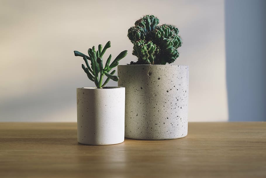 two green plants with pot, cactus, pots, succulents, table HD wallpaper