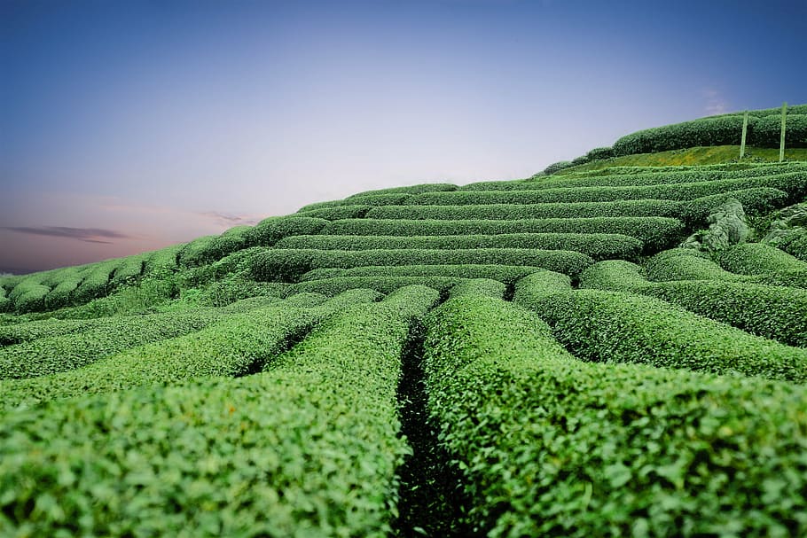 Moc chau tea plantation