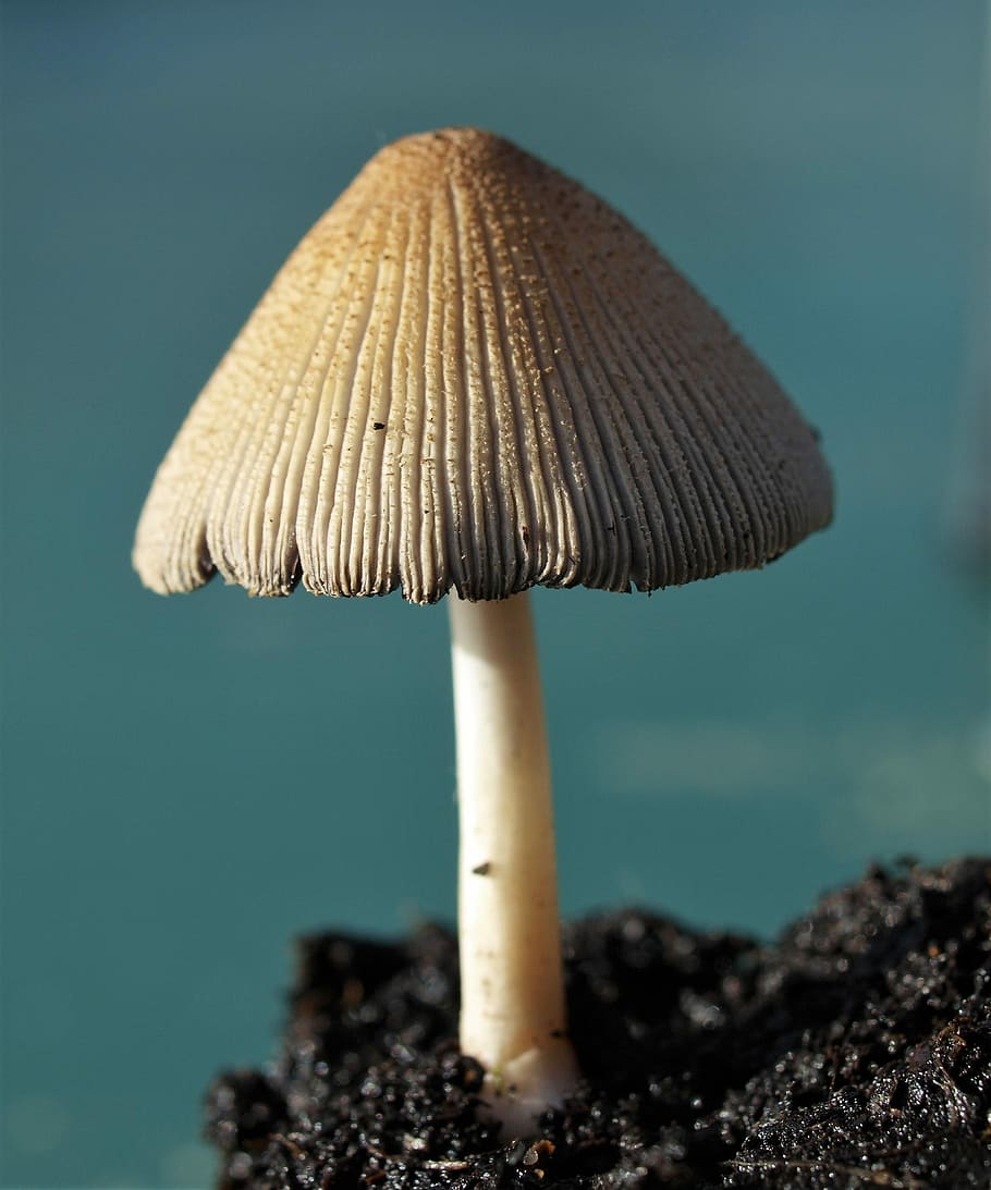 Fungi, Toadstool, Nature, Macro, close-up, no people, day, water HD wallpaper