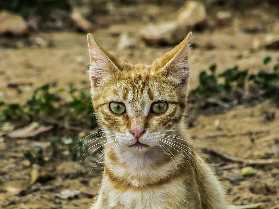 Cat, Stray, Cute, Kitty, Adorable, young, watching, surprised HD wallpaper