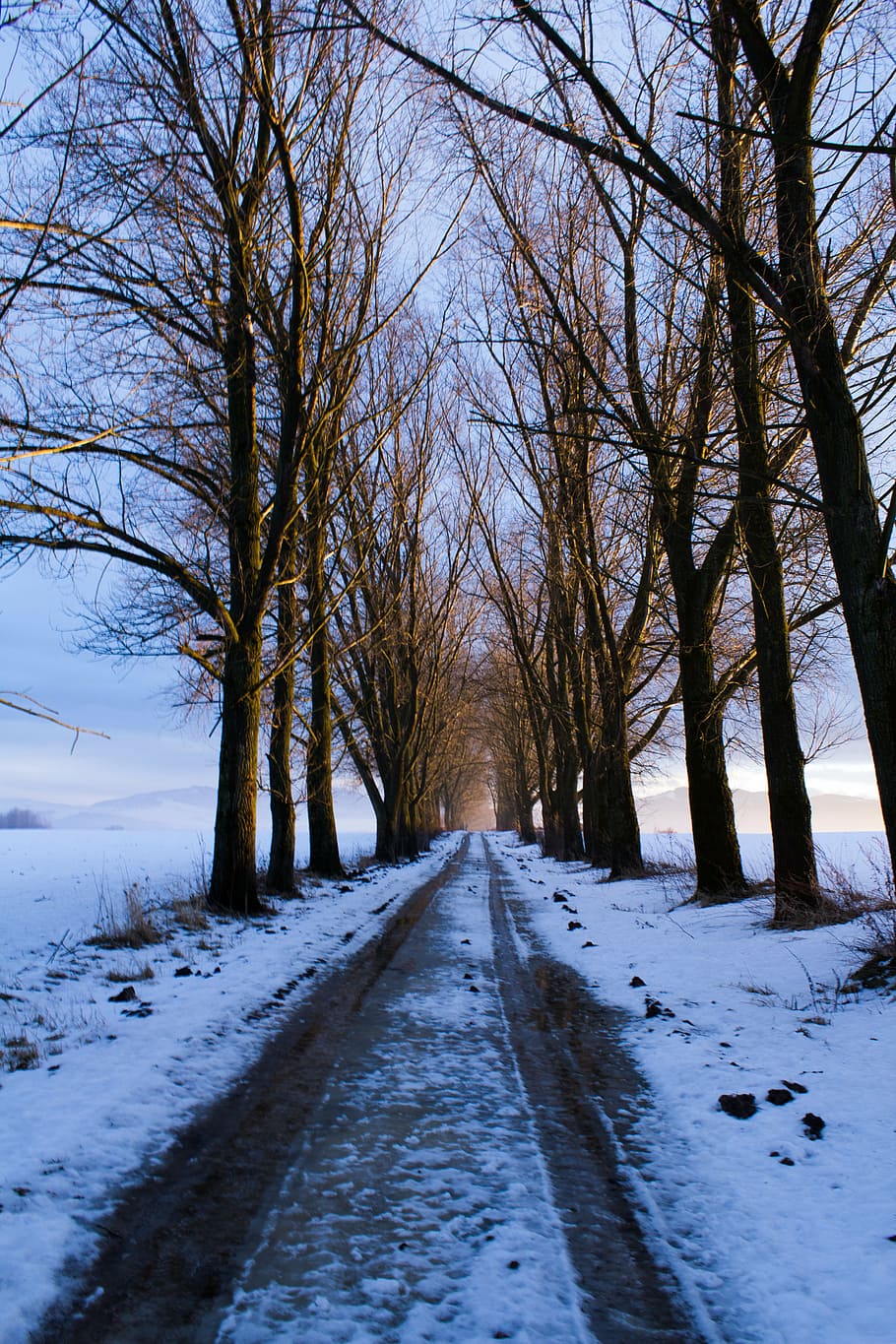 path, trees, snow, winter, slovakia, nature, country, cold temperature HD wallpaper